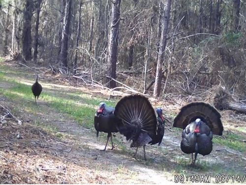 405.1 Acres With a Cabin & Mobile : Kilmichael : Montgomery County : Mississippi