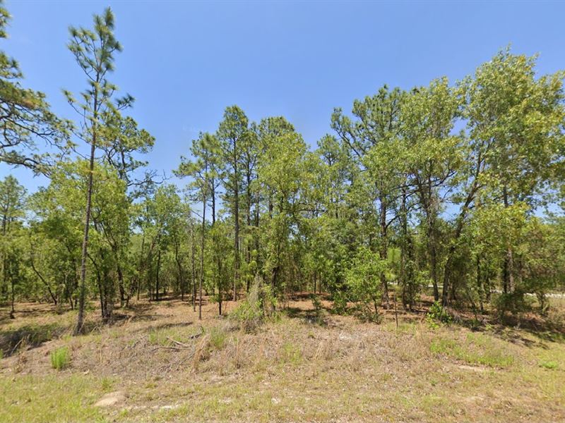 Gorgeous Wooded Lot Just $299 Down : Dunnellon : Marion County : Florida