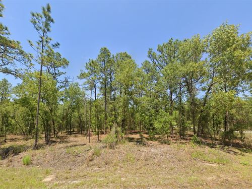 Gorgeous Wooded Lot Just $299 Down : Dunnellon : Marion County : Florida