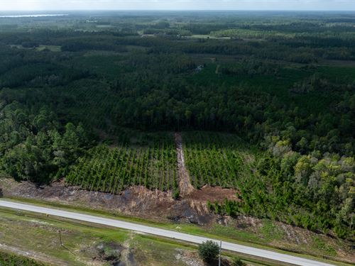 Old Cypress Farms Lot 12 : Starke : Bradford County : Florida