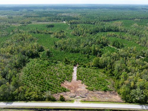 Old Cypress Farms Lot 11 : Starke : Bradford County : Florida