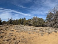 Desert Freedom in Candy Kitchen : Candy Kitchen : Cibola County : New Mexico