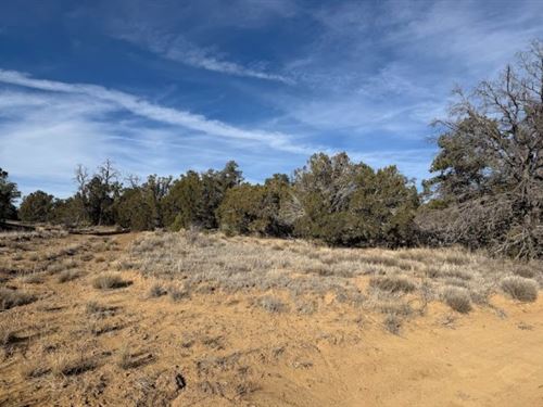Desert Freedom in Candy Kitchen : Candy Kitchen : Cibola County : New Mexico