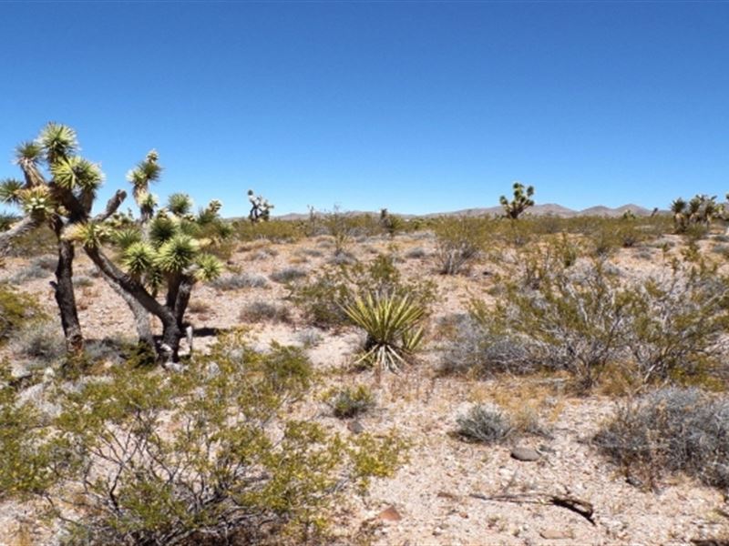 Retire to The Desert Sky : Willow Beach : Mohave County : Arizona