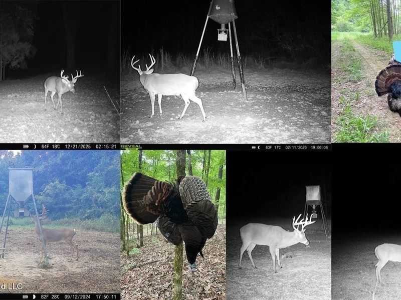 80 Acres Jefferson County MS Near : Fayette : Jefferson County : Mississippi