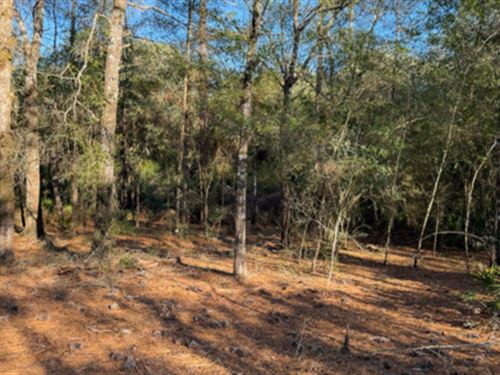 A Wooded Two for The Quiet Years : Defuniak Springs : Walton County : Florida
