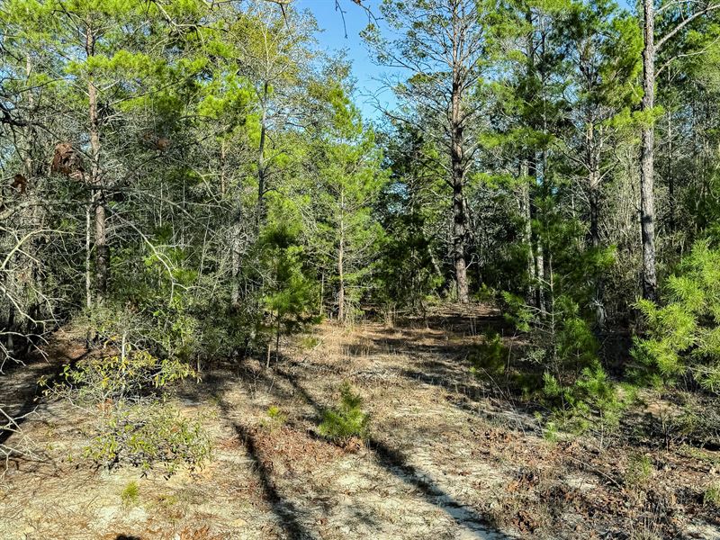 A Quiet Hold Near Defuniak Springs : Defuniak Springs : Walton County : Florida