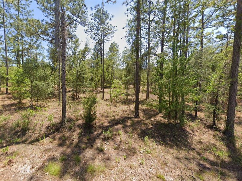$299 Gets You Land in Dunnellon : Dunnellon : Marion County : Florida