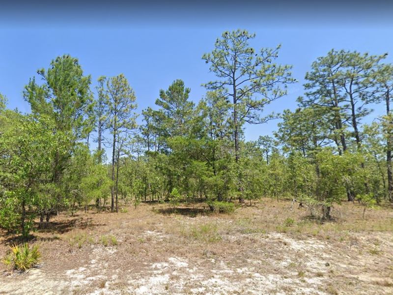 Paradise Lot for Just $299 Down : Dunnellon : Marion County : Florida