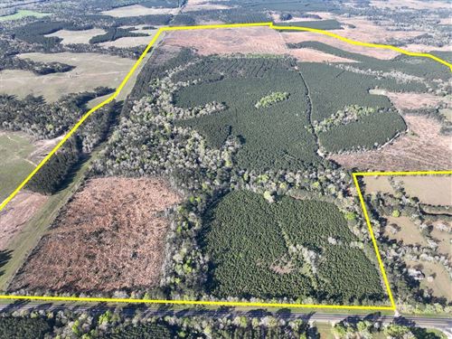 813 Acres, T-1, Granbury Road : Livingston : Polk County : Texas