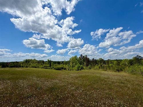 39 Acre Timber/Recreation/Homesi : Elrod : Tuscaloosa County : Alabama