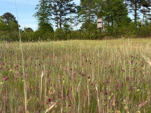 25 Acre Hunting / Recreational/H : Elrod : Tuscaloosa County : Alabama