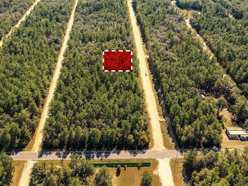 Enjoy Privacy and Nature : Interlachen : Putnam County : Florida