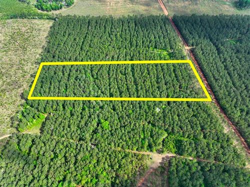 10.5 Acres, Benny Griffin Rd : Dallardsville : Polk County : Texas