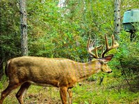 Old Creek Recreational And Timber : Wiggins : Stone County : Mississippi