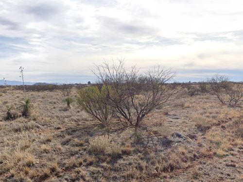 Trade City Stress for Starry Nights : Sunsites : Cochise County : Arizona