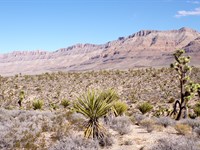 Own 1.25 Acres Near Lake Mead AZ : Meadview : Mohave County : Arizona