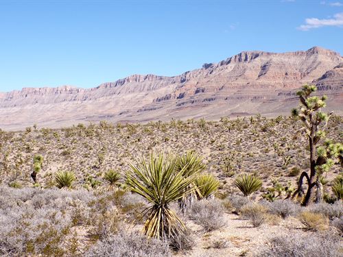 Own 1.25 Acres Near Lake Mead AZ : Meadview : Mohave County : Arizona
