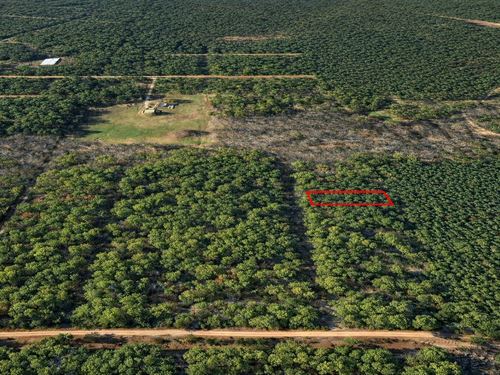 .32 Acre East Texas Woods : Navasota : Grimes County : Texas