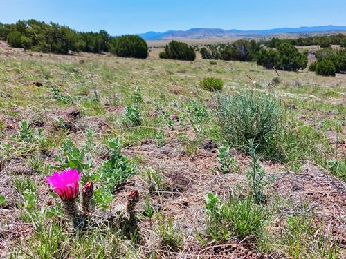 Big Views on a Large Lot : Concho : Apache County : Arizona