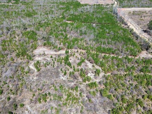 10 Acres Macon County, AL : Tuskegee : Macon County : Alabama