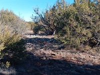 Power At The Street 1.29 AZ Acres : Concho : Apache County : Arizona