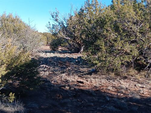 Power At The Street 1.29 AZ Acres : Concho : Apache County : Arizona
