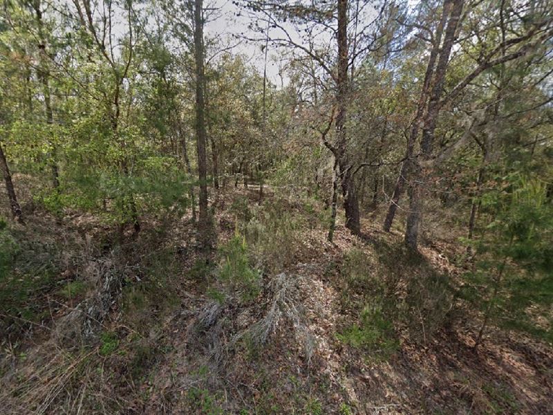 Two-Family Lot Just $199 Down : Interlachen : Putnam County : Florida