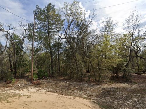 Turn $199 Into Your Own Property : Interlachen : Putnam County : Florida