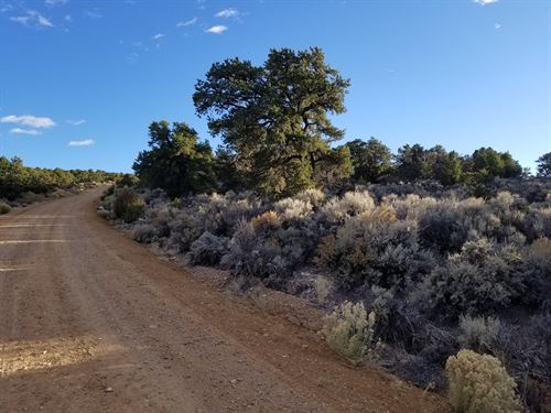 Own Your Private Forest in CO : San Luis : Costilla County : Colorado