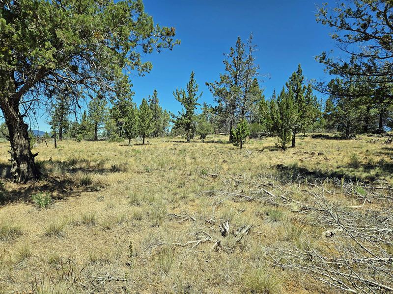Your Plan B Needs Real Ground : Bonanza : Klamath County : Oregon