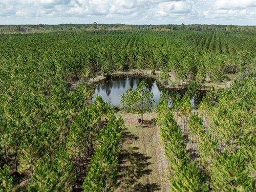 Dunn Creek Tract : Hilliard : Nassau County : Florida