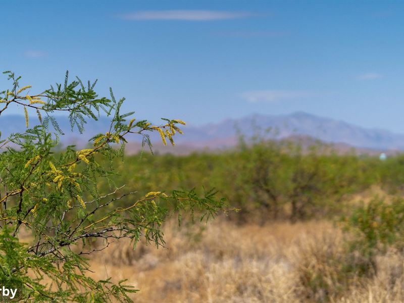 Affordable Desert Lot Near Douglas : Douglas : Cochise County : Arizona
