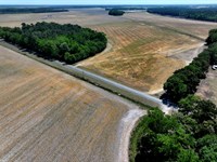 Beautiful Land Ready for Farming : Red Springs : Hoke County : North Carolina