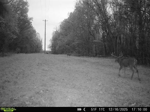 289 Acres With a Home in Humphreys : Belzoni : Humphreys County : Mississippi