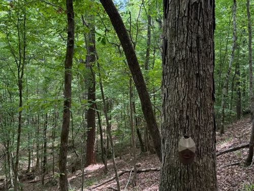 120 Acres in Lauderdale County, MS : Meridian : Lauderdale County : Mississippi