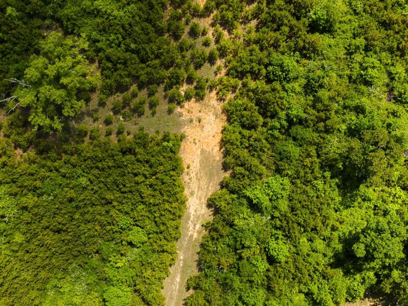 20 Acres in Winston County, MS : Louisville : Winston County : Mississippi