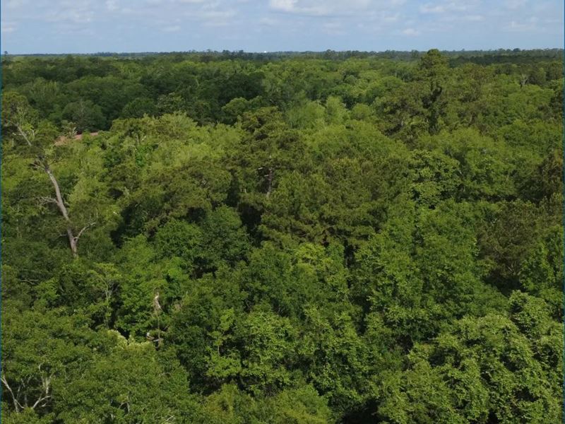 33.38 Acres in Tangipahoa Parish : Hammond : Tangipahoa Parish : Louisiana