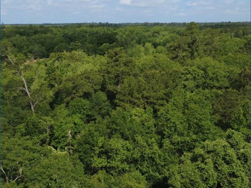 33.38 Acres in Tangipahoa Parish : Hammond : Tangipahoa Parish : Louisiana