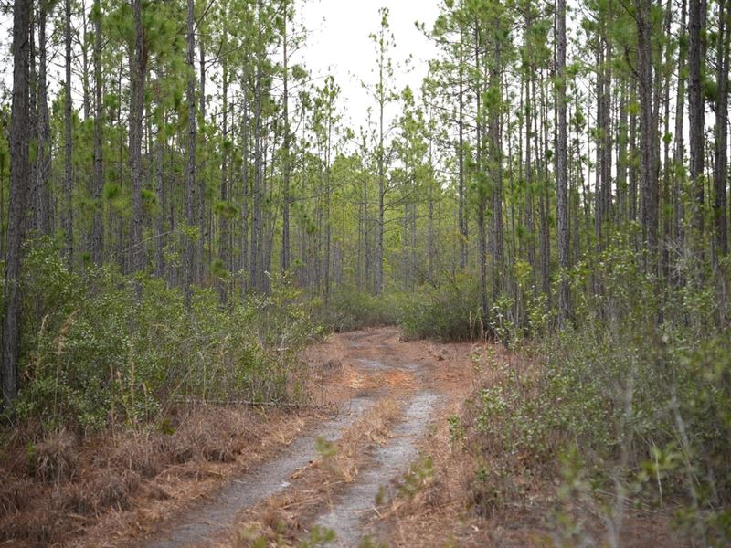 4 Ac Land for Sale in Charlton : Folkston : Charlton County : Georgia