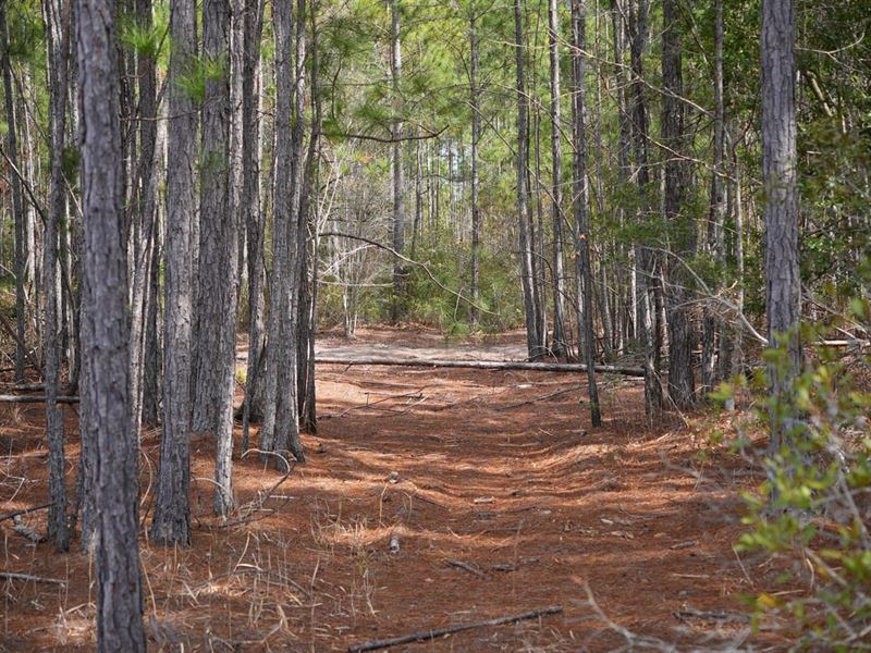 3 Ac Land for Sale in Charlton : Folkston : Charlton County : Georgia