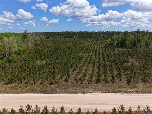 25.10 Ac Land For Sale in Camde : White Oak : Camden County : Georgia