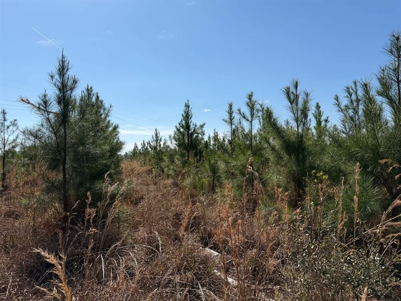 12 Acres Jamestown Rd : Waycross : Ware County : Georgia