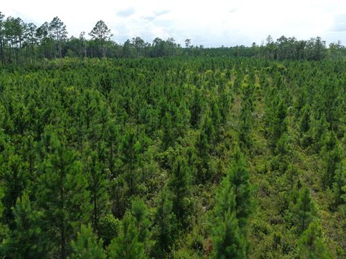 25.10 Ac Land For Sale in Camde : White Oak : Camden County : Georgia