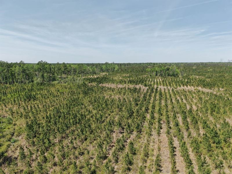 25.10 Ac Land for Sale in Camde : White Oak : Camden County : Georgia