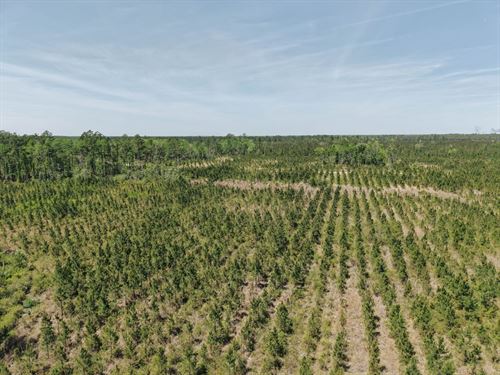 25.10 Ac Land For Sale in Camde : White Oak : Camden County : Georgia