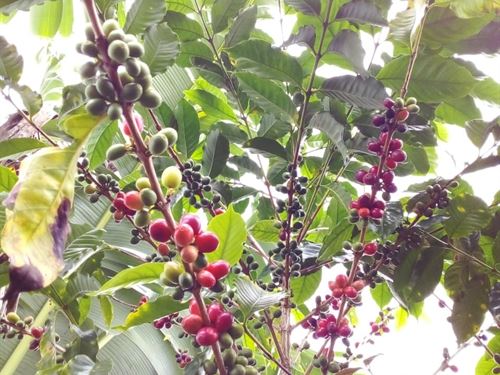 Coffee Farm with Wet and Dry Mill : Costa Rica