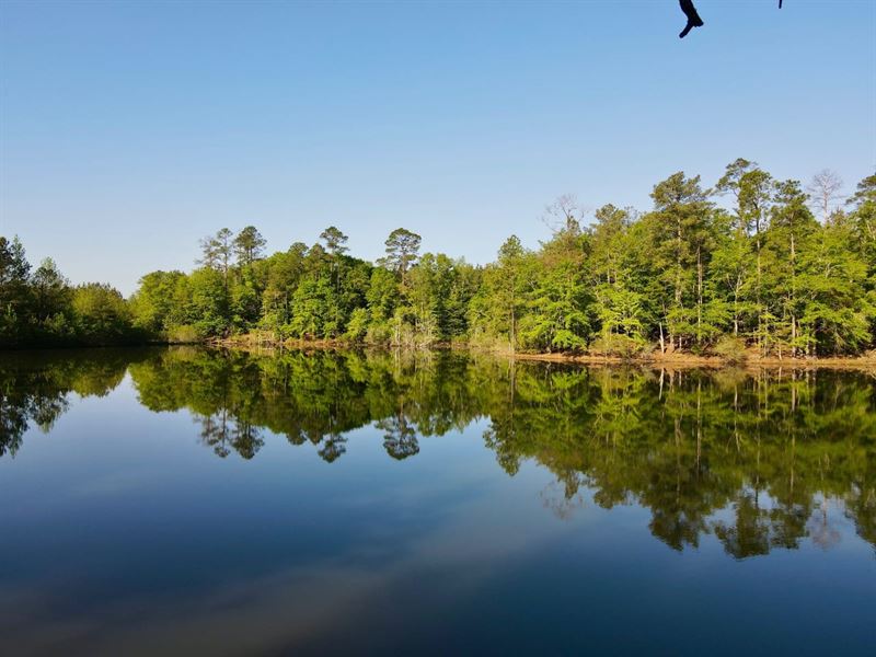 Lies Family Timberlands Package : Cuthbert : Randolph County : Georgia