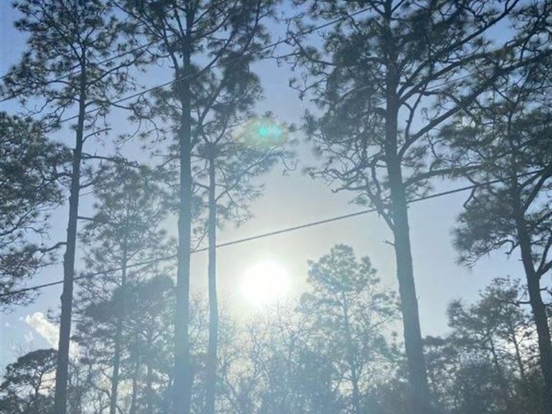 Looking for The Perfect Piece : Dunnellon : Marion County : Florida