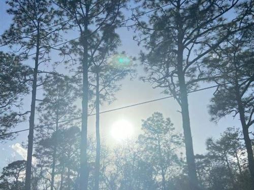Looking for The Perfect Piece : Dunnellon : Marion County : Florida